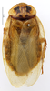 Eublaberus distanti (Kirby, 1903): CC BY-NC-ND 4.0/MNHN - Depraetere Marion - 2014. Non type, male. Specimen number: MNHN-EP-EP1252. http://coldb.mnhn.fr/catalognumber/mnhn/ep/ep1252. (Otu).