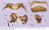 Eupolyphaga sinensis (Walker, 1868): (Otu).