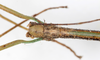 CollectionObject 1557314; 45f89d24-1a96-4478-9e78-82cb6e4f0af8: copyright NMW, Vienna. male: head, dorsal view (holotype). (CollectionObject).