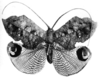 CollectionObject 1537359; c7666fdb-9bc5-4817-bb4b-7fd9f6b862e9: Pl. IV, Fig. 29 (photo Le Charles). male, dorsal view (type of var. bicorrosa). (CollectionObject).