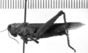 CollectionObject 1543586; 2aa4c437-b841-4844-9695-dacf4f179eda: Image Carbonell, C.S. female, lateral view (holotype or syntype). (CollectionObject).