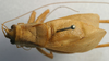 CollectionObject 1520639; e107b5ee-8f38-4d7e-be16-1fa186d4a614: male, dorsal view (paratype). (CollectionObject).