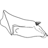 Pygofer, lateral view on Bonaspeia margacta Davies, 1987: Pygofer, lateral view (holotype). (Observation).