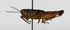 CollectionObject 1588508; 74598a73-8dd6-4a0a-b5be-a8d374b2f4c5: male, lateral view. (CollectionObject).