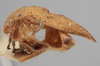 Habitus, lateral view: !! display not done !! on Ashmeadea concinna (Goding, 1893): (Observation).