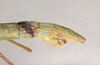 CollectionObject 1559845; NHMUK(SF IMPORT DUPLICATE) 844786-844788, ea4a7d0d-2a59-4bd7-b5c8-1c0ec6194e6d: copyright Natural History Museum, London. female: end of abdomen, lateral view of Marmessoidea phluctainoides (syntype). (CollectionObject).