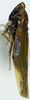 Habitus, lateral view: !! display not done !! on Igutettix pulverosus Matsumura, 1932: (Observation).