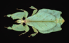 Pulchriphyllium giganteum (Hausleithner, 1984): copyright Montreal Insectarium. female, Malaysia, Perak, Tapah, ID R. Cumming (no type). (Otu).