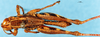 CollectionObject 1568973; f0c94d4d-a658-4739-8d27-d1382319fbff, DORSA D018AM01: male, dorsal view. (CollectionObject).