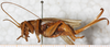 CollectionObject 1531188; 50b062db-a865-4c00-ae02-37d0a1f89f8b: female, lateral view (holotype of Gryllacris haitensis). (CollectionObject).