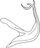 Aedeagus, lateral view on Edwardsiana crataegi (Douglas, 1876): Aedeagus, lateral view. (Observation).