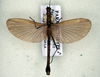 CollectionObject 1563065; NMW 110, 92359af3-75dc-4832-8438-7486e13035b4: copyright NMW. male (paralectotype). (CollectionObject).