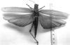 CollectionObject 1571610; 098a3cd8-d3e4-4861-ab59-7f0bfe09cb4e: Image Carbonell, C.S. female, dorsal view (syntype of Tropidacris fabricii). (CollectionObject).
