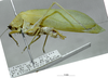 CollectionObject 1503397; MBBJ 3226069, 843e05cb-305b-433a-83be-16061b8fee62: male, lateral view. (CollectionObject).