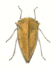 Habitus, dorsal view: !! display not done !! on Telamona unicolor Fitch, 1851: (Observation).