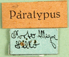 CollectionObject 1502301; b3dd179f-8a0c-4e7c-9104-94bcb9641704: labels (syntype). (CollectionObject).