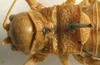 CollectionObject 1516721; 7ff4357a-65a0-4095-85e3-878ced2bc3bc: male pronotum, dorsal view (syntype). (CollectionObject).