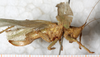 CollectionObject 1531627; 7f91883d-5c6a-473a-8ec2-8d3260466103: female, lateral view (holotype). (CollectionObject).