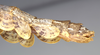 CollectionObject 1562345; NMW 721, 327d39b1-386d-481b-a129-15302719ed63: copyright NHMW, Vienna. female: end of abdomen, lateral view (holotype). (CollectionObject).