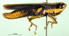 CollectionObject 1502463; 7e340042-63b0-4f99-9b23-8484542d979c: male, lateral view (paratype of Tauchira bifasciata). (CollectionObject).