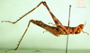 CollectionObject 1581782; 1ae8d2a9-8c14-4266-b930-ac561e872ec3: female, lateral view (allotype). (CollectionObject).