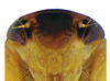 Head on Pseudocostanana piraquarensis (Domahovski & Cavichioli, 2023): Male holotype [DZUP]: head, ventral view. (Observation).