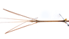 CollectionObject 1559066; 4416745c-266d-40cf-a6f4-f0b409ae828e: copyright ZMUH, Hamburg. male: head & thorax, dorsal view of Lonchodes longiceps (holotype). (CollectionObject).