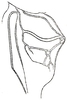 Stictophaula bakeri Hebard, 1922: Pl. XIII, Fig. 11 (after type specimen). dorsal view of stridulating field of left tegmen. (Otu).