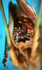 CollectionObject 1501737; e4910429-bff2-465d-95e6-4e02f9871ac9, DORSA BTpoeannS02: male abdominal apex. (CollectionObject).