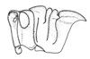 Conometopus sulcaticollis (Blanchard, 1851): Fig. 41. Female, head and pronotum (El Canelillo). (Otu).