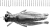 CollectionObject 1525526; 0ccd6566-c2e2-4b6b-80ab-322d919f9508: female, dorsal view (allotype). (CollectionObject).