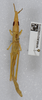 CollectionObject 1578672; 7389eeed-3d9b-4c1e-92e7-9b067d3dc104: female, dorsal view (paratype). (CollectionObject).