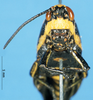 CollectionObject 1537631; 73e85330-7646-4751-a726-3c36cfddd034: female, frontal view (paratype). (CollectionObject).