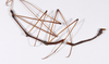 CollectionObject 1558076; d22f82d3-4d2f-47f8-8389-af10b2f28fca: copyright ZMHB, Berlin. male, lateral view (holotype). (CollectionObject).