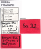 CollectionObject 1566244; 979cc6e8-1320-4467-9e23-56c0d9e15be1: labels (allotype). (CollectionObject).