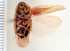 Litopeltis oreas Rehn, 1928: Photo taken by Heidi Hopkins. (Otu).