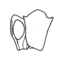 Phaulotypus insularis (Burr, 1899): Fig. 18. head and pronotum (Clerithes (?) nanus). (Otu).
