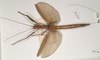 CollectionObject 1561316; b414e1dc-8993-42e9-9cb7-4610bec32019: copyright OUMNH. female of synonym Metriotes dictys (holotype). (CollectionObject).