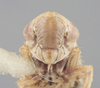 Head on Athysanella (Gladionura) lunata Ball & Beamer, 1940: Head. (Observation).