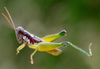 Propedies microsanguineus Cigliano & Lange, 1998: male. (Otu).