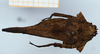 CollectionObject 1585241; ad993950-03e7-4e9c-9230-bf93572c3cb6: female, paratype (dorsal view). (CollectionObject).