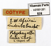 CollectionObject 1587914; MNHN(SF IMPORT DUPLICATE) MNHN-EP-EP838, ba756a06-c0a4-4412-bdb3-4c083ab10a8b: CC BY-NC-ND 4.0/MNHN - Depraetere Marion - 2014. Syntype, female, of lutea Chopard, 1929. Specimen number: MNHN-EP-EP838. http://coldb.mnhn.fr/catalognumber/mnhn/ep/ep838. (CollectionObject).