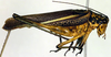 CollectionObject 1501733; 2f6a6490-8b00-4da3-afd2-f4c087779036, DORSA BTpoestrS01: male, lateral view (syntype). (CollectionObject).
