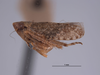 Habitus, lateral view on Texananus (Texananus) denticulus (Osborn & Lathrop, 1923): (Observation).