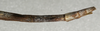 CollectionObject 1557964; 2ca44772-85ca-41f5-9276-61de07aee707: copyright NMW, Vienna. female: end of abdomen, lateral view (syntype). (CollectionObject).;CollectionObject 1557965; 3547d98d-b5dc-41b4-b1af-88ce7efbefd1: copyright NMW, Vienna. female: end of abdomen, lateral view (syntype). (CollectionObject).