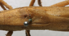 CollectionObject 1535038; 52052e5a-2fc6-48f8-829e-a9d8ab7a1da0: male stridulatory area (holotype). (CollectionObject).