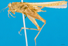 CollectionObject 1566517; 18a6c274-48a7-47f2-91e1-4ca8bb653853: female, lateral view. (CollectionObject).