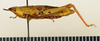 CollectionObject 1518467; 1749fc14-f267-4d78-87e4-0c2a4eab35f6: female, lateral view (holotype). (CollectionObject).