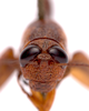 CollectionObject 2627948; 28242356-b6a5-4963-a2d1-e38d05174d2a, CNMS 165, CNMS 165: front view. female (paratype). (CollectionObject).