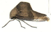 Habitus, lateral view: !! display not done !! on Telamona reclivata Fitch, 1851: (Observation).